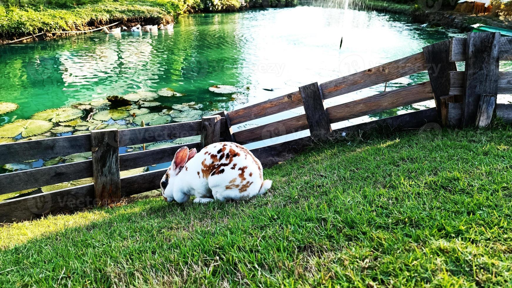 Funny white-brown bunny running on the field. photo