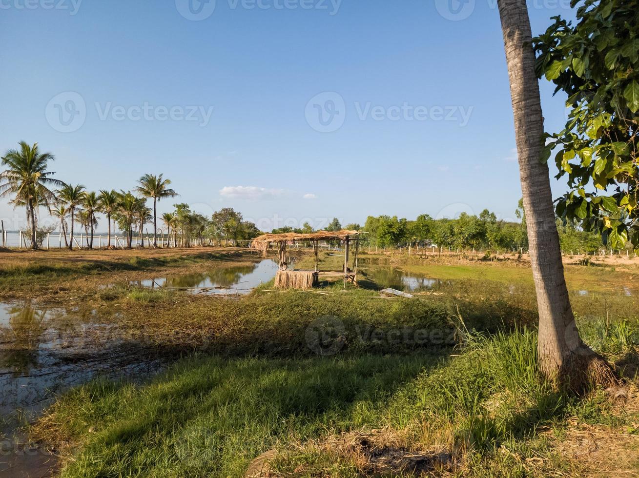 The landscape of rice fields during the day with bright skies photo