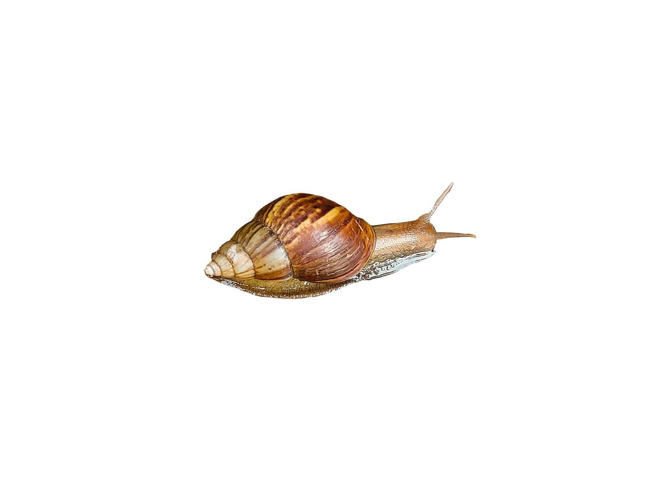 snail on a white background photo