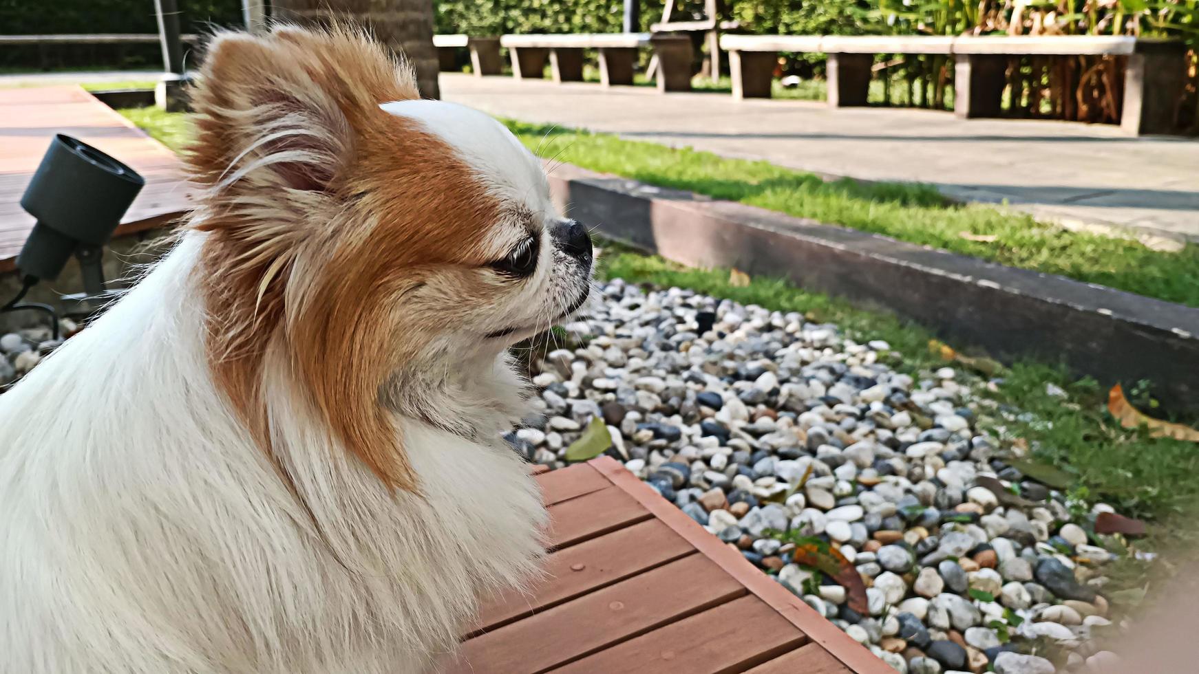 concéntrese en la cara del chihuahua mirando a su alrededor. foto