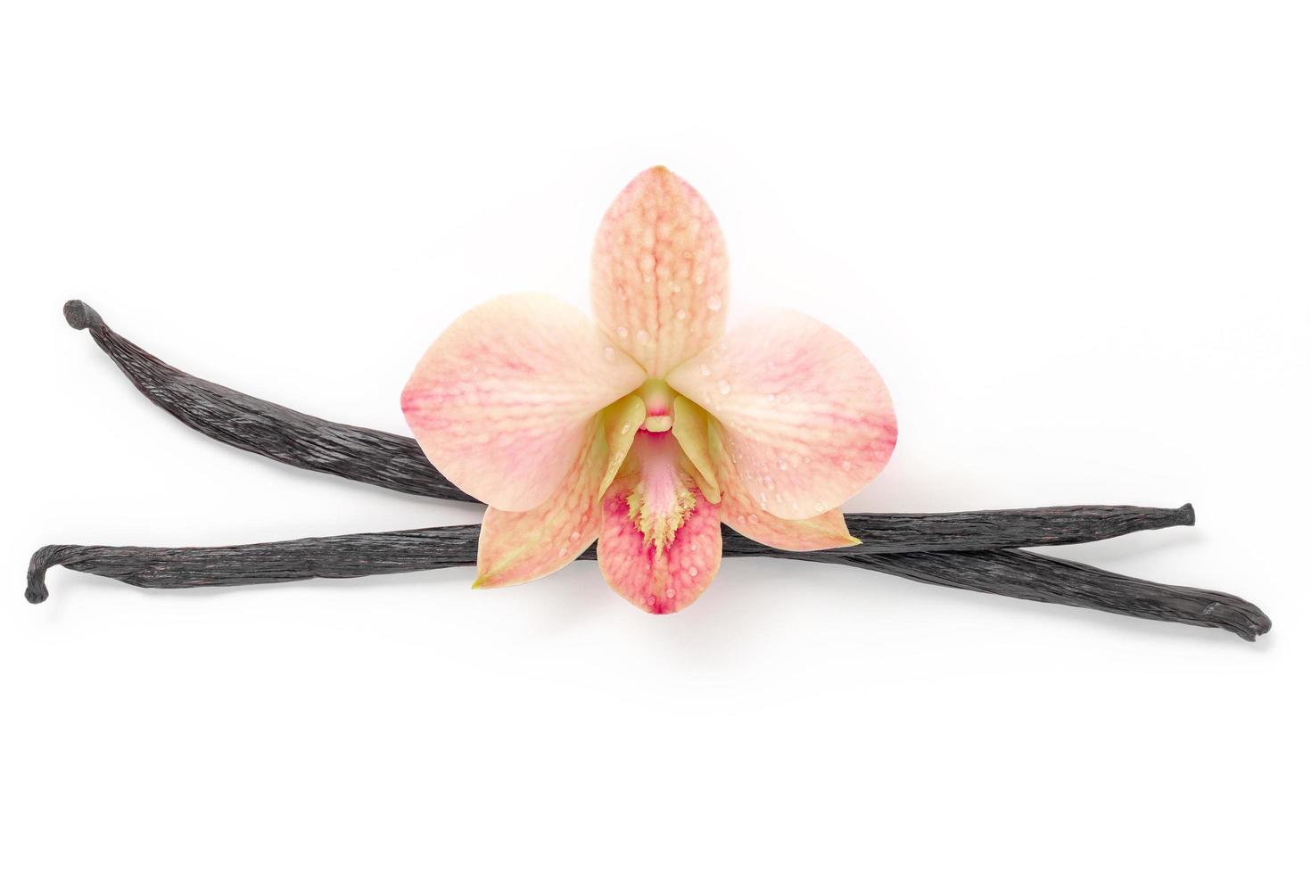 Dried vanilla sticks and orchid flower isolated on white background. photo