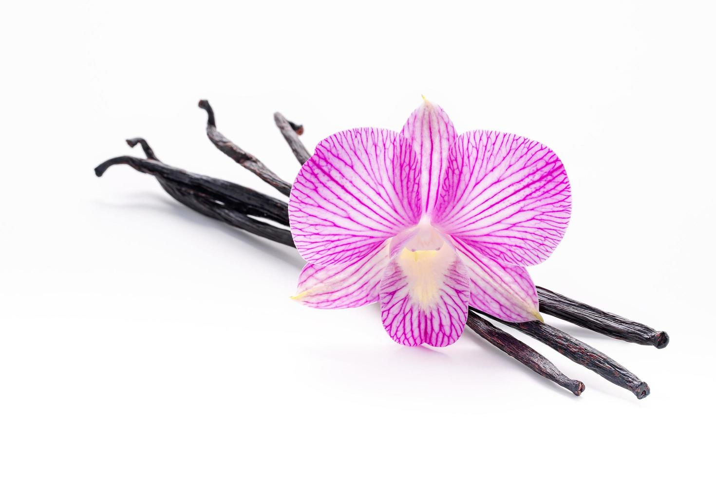 Dried vanilla sticks and orchid flower isolated on white background. photo