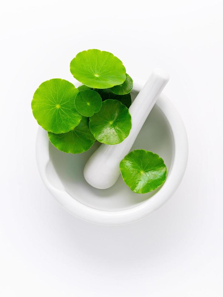 Close up centella asiatica leaves with white mortar isolated on white background top view. photo