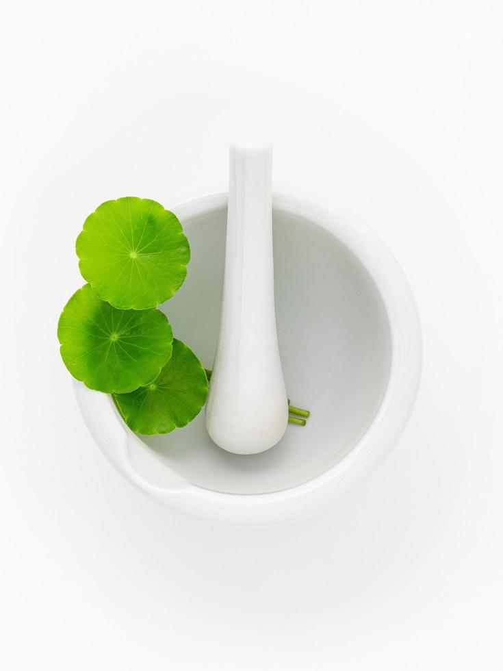 Close up centella asiatica leaves with white mortar isolated on white background top view. photo