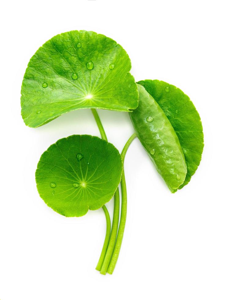 Close up centella asiatica leaves with rain drop isolated on white background top view. photo