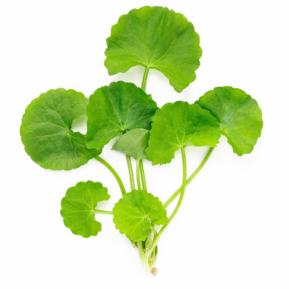 Close up centella asiatica leaves isolated on white background top view. photo