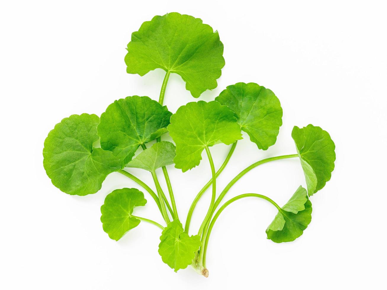 Close up centella asiatica leaves isolated on white background top view. photo