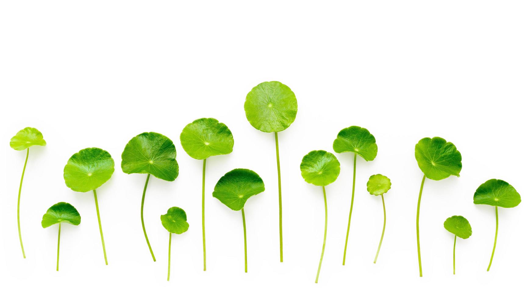 Close up centella asiatica leaves isolated on white background top view. photo