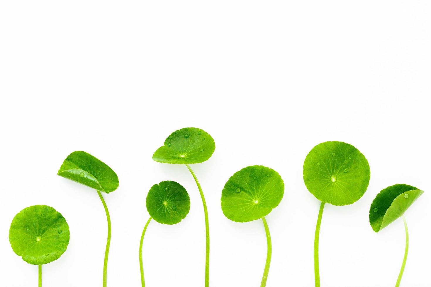 Close up centella asiatica leaves isolated on white background top view. photo