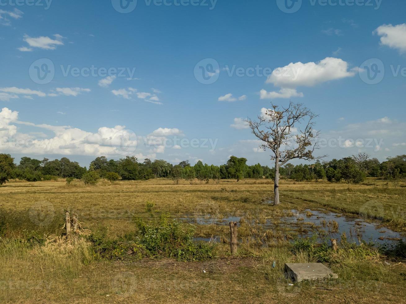 The landscape of rice fields during the day with bright sunny skies. photo