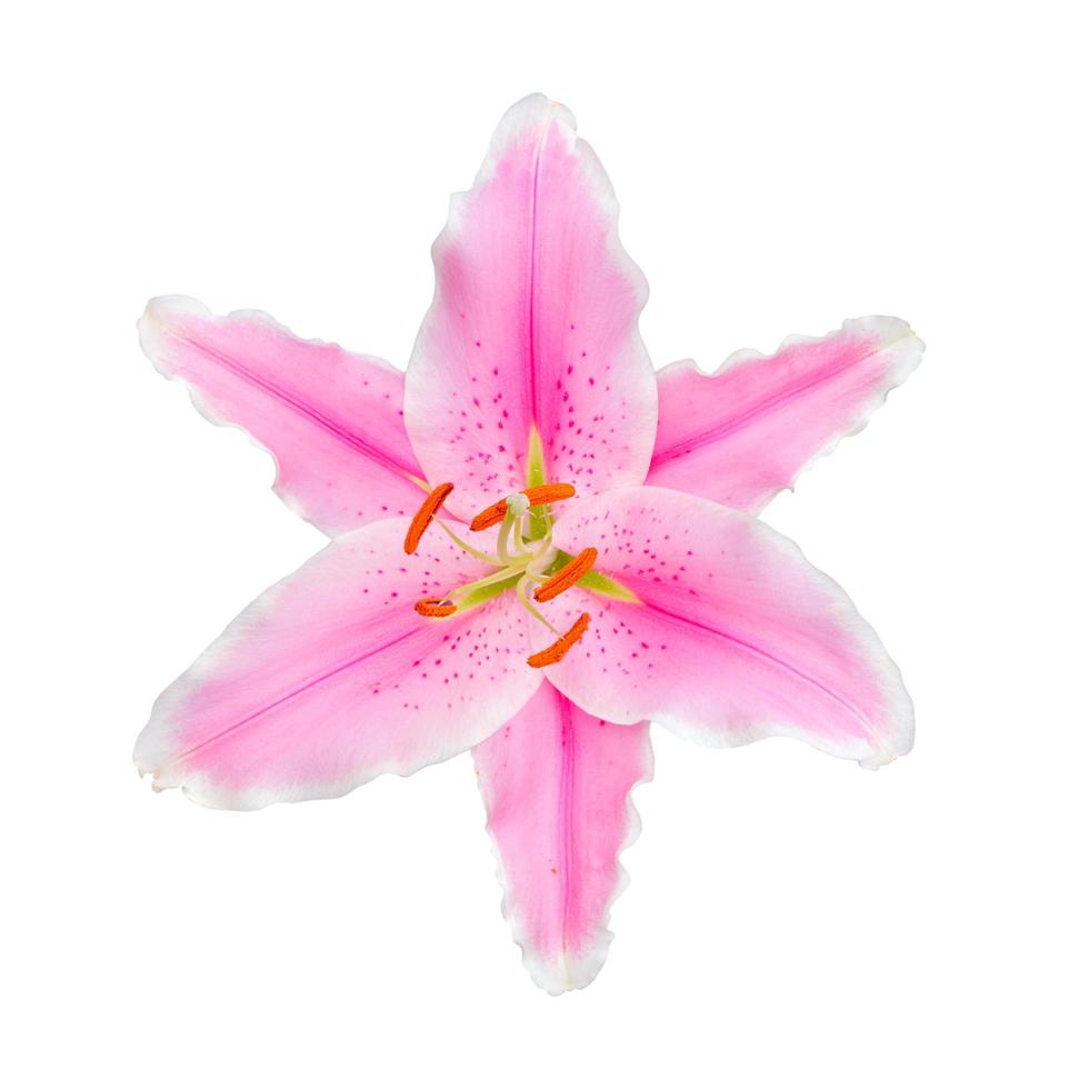 beautiful pink lily, isolated on white photo