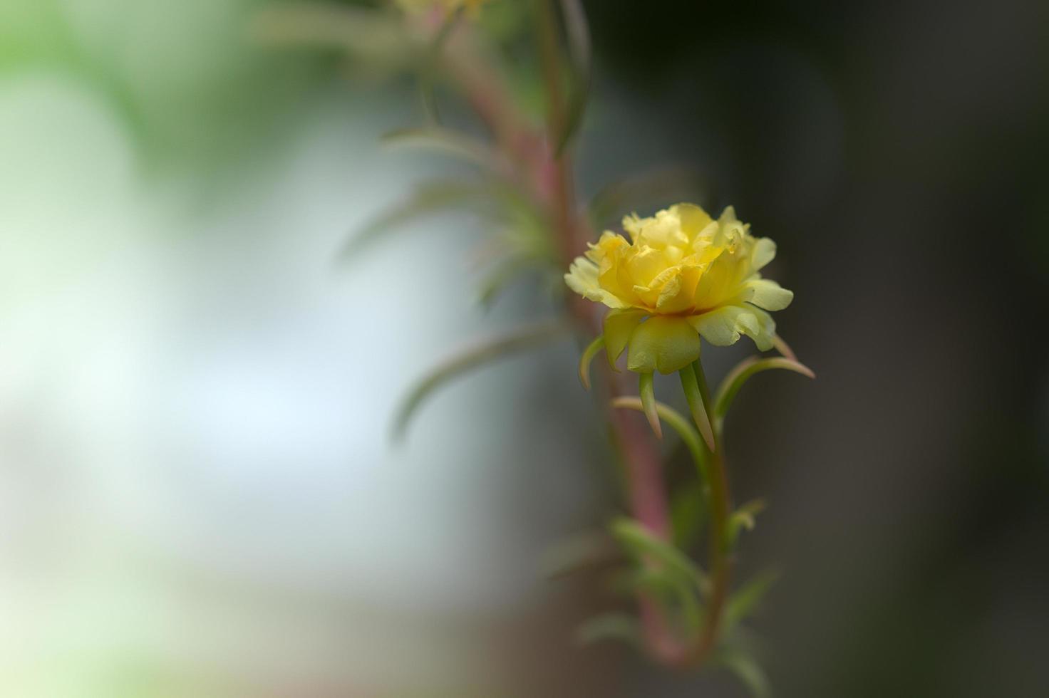 yellow Purslane flower selected focus photo