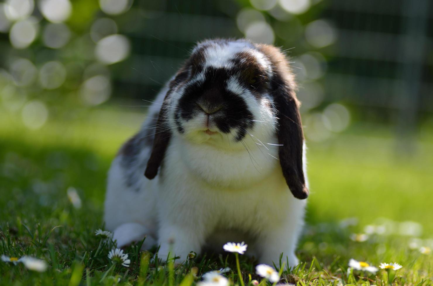 little dear aries rabbit photo