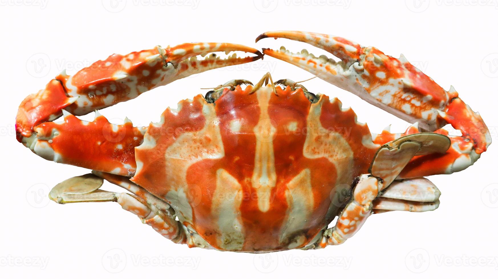 Boiled musk crab, delicious Thai seafood isolated on white background. photo