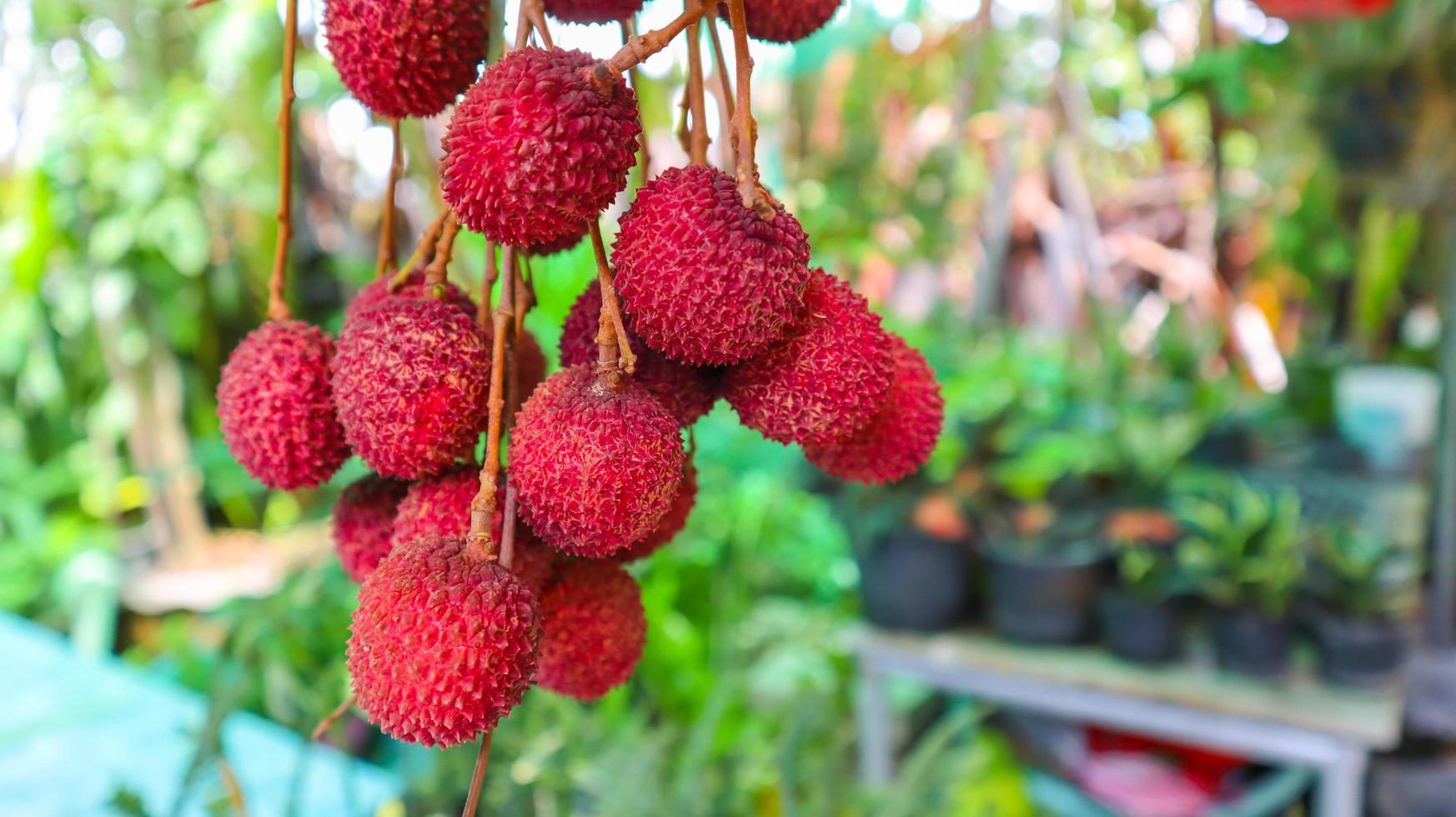 Amphawa Lychee, the most delicious Lychee in Thailand,  Sweet and sour taste local fruit. photo