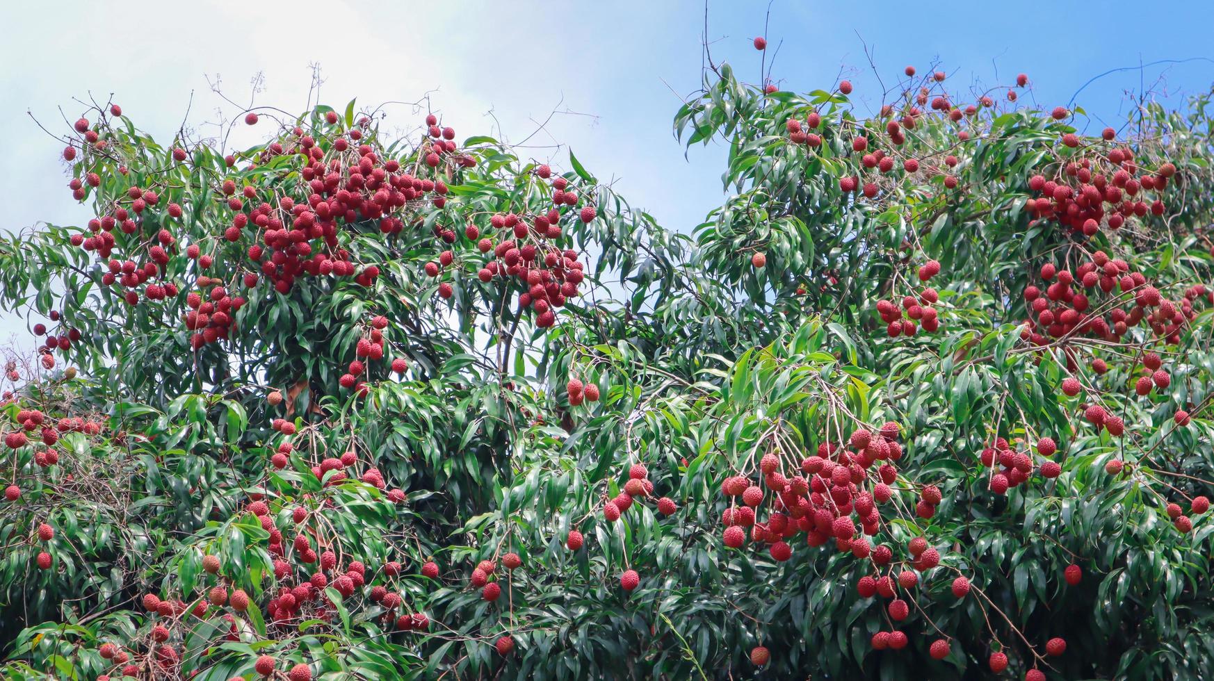 Amphawa Lychee is thorny, has tight skin and pulp, can be eaten raw or cooked. photo