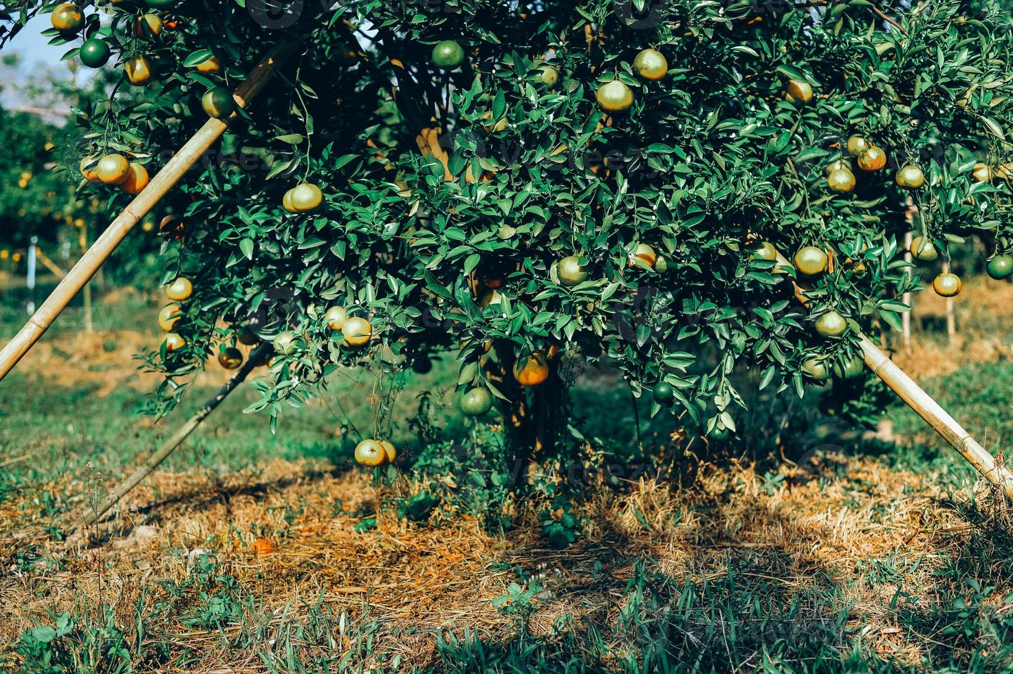 jardín de naranjos con muchas huertas maduras. cara amarilla el jardín naranja de los jardineros esperando la cosecha. foto