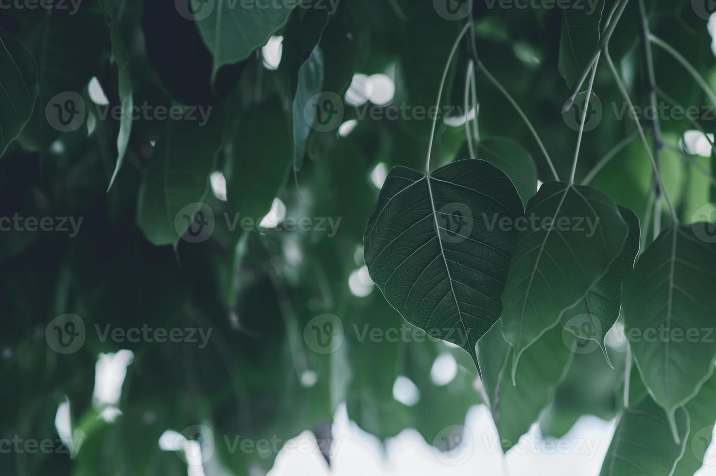 Leaves green leaves natural eyes Heart shaped. Beautiful green Comfortable colors. photo