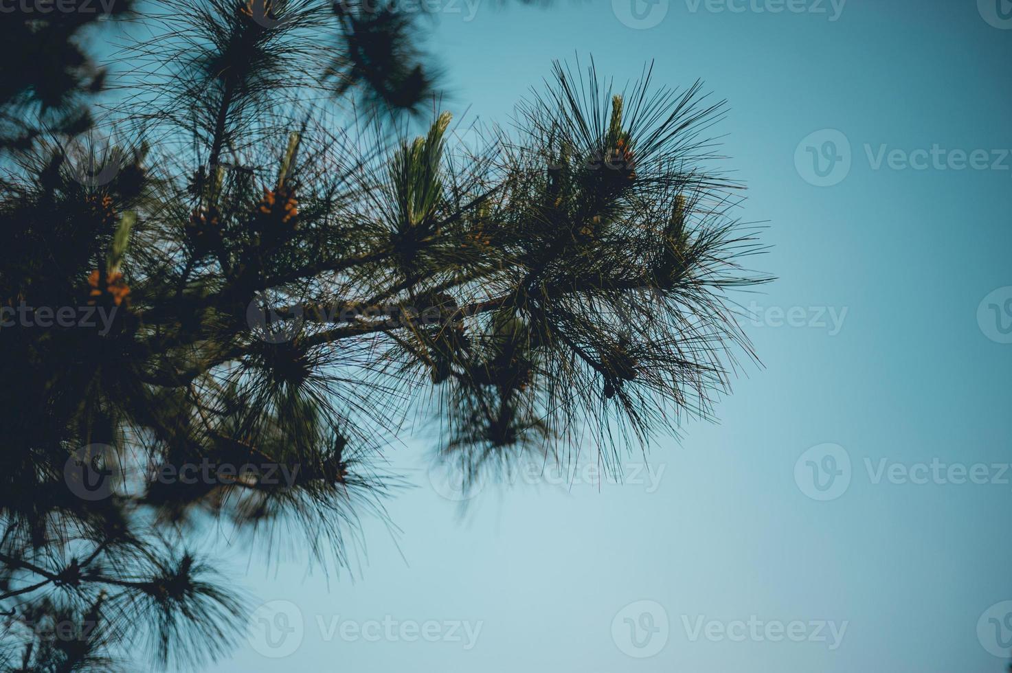 Pine and pine Occurs in the mountains during the cold winter trees. And the pine is dry. Big Wilderness Travel Concept photo