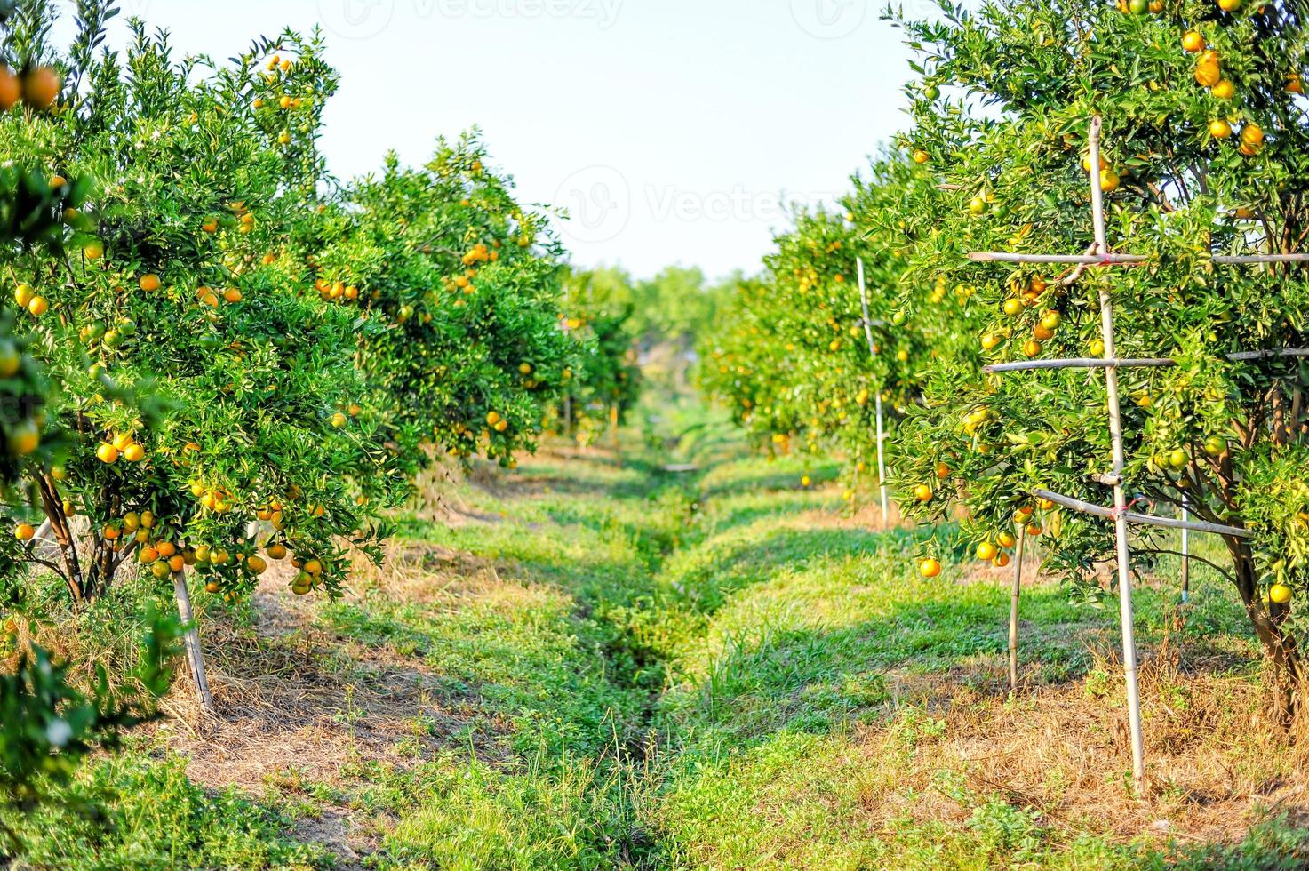 jardín de naranjos con muchas huertas maduras. cara amarilla el jardín naranja de los jardineros esperando la cosecha. foto