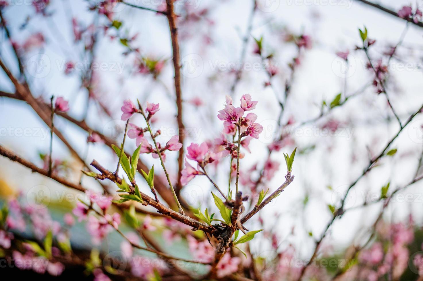 Beautiful Sakura trees in Thailand like Obuse-machi, Nagano Prefecture. Light pink in winter photo