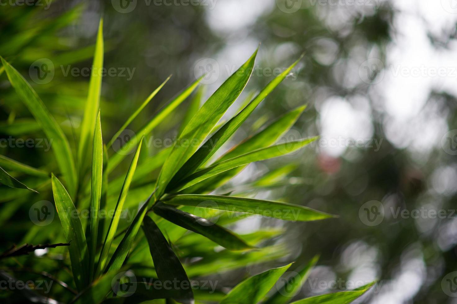 Wild animals born in the wild. Natural colors Eating Happened at the bar of Thailand. The tree is beautiful. photo