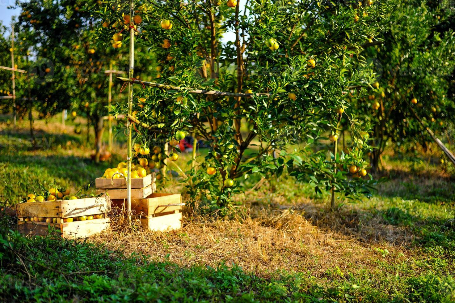 Orange garden with many ripe orchards. Yellow face The orange garden of the gardeners waiting for the harvest. photo