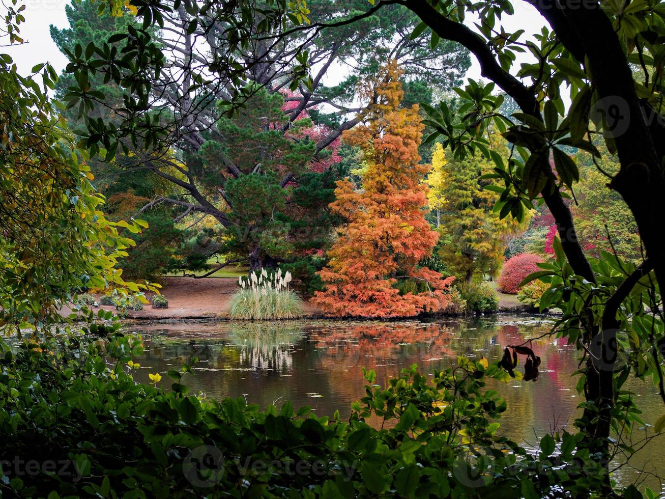 Tree Leaves Changing Colour in Autumn photo