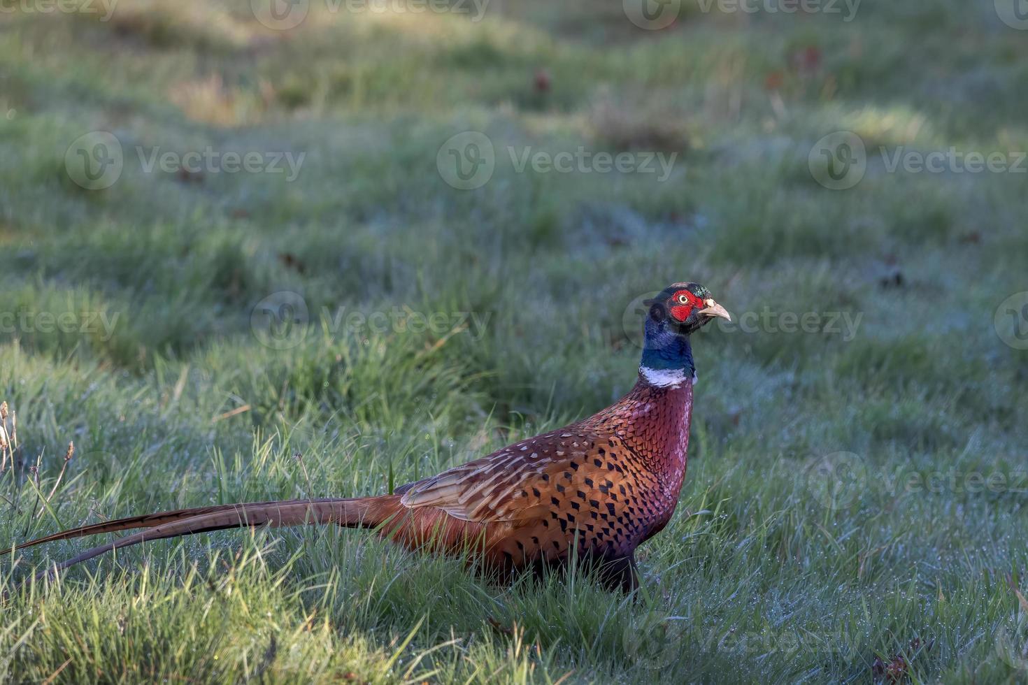 Common Pheasant walking across a field in East Grinstead photo