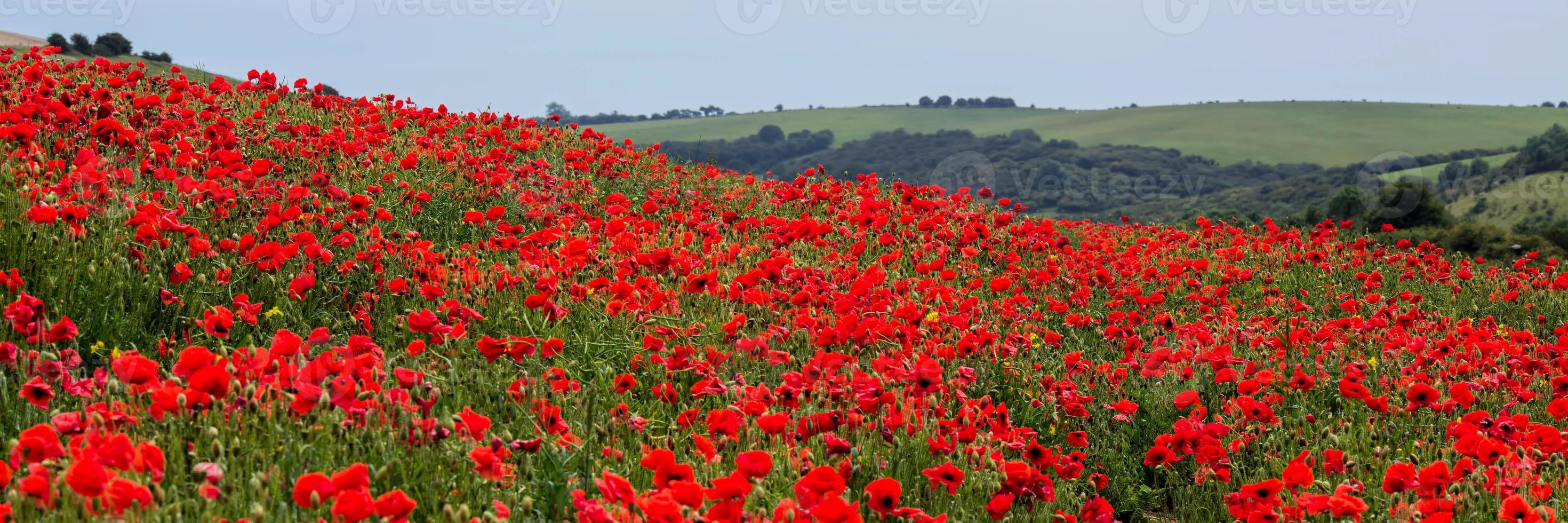 Field of Poppies in Sussex photo