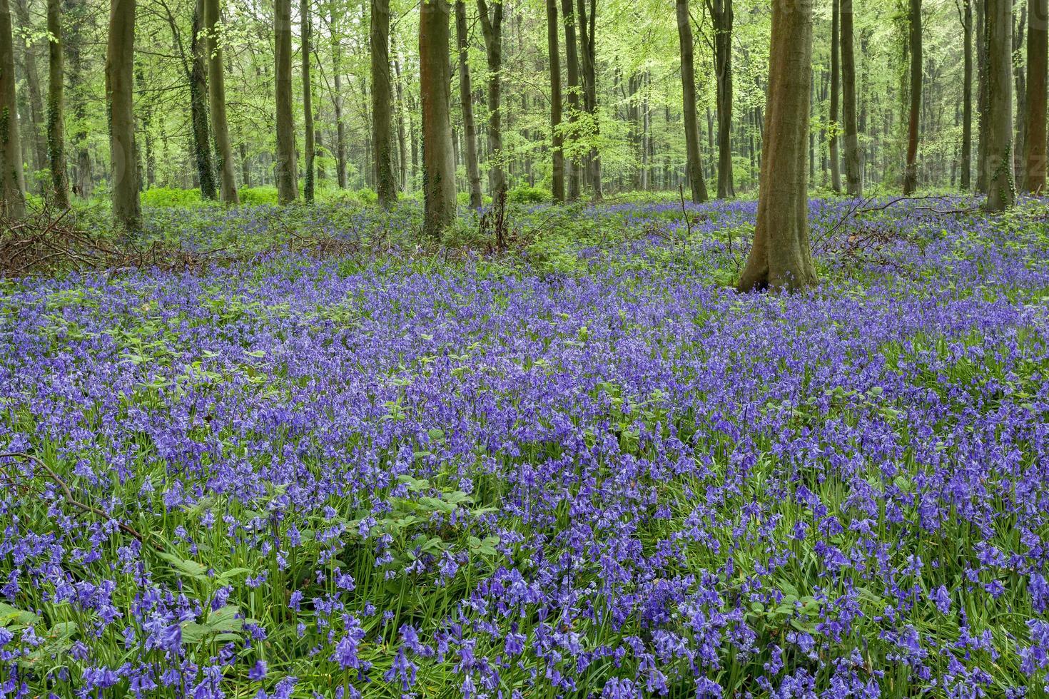 Bluebells in Wepham Woods photo