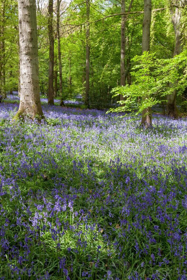 Bluebells in Staffhurst Woods near Oxted Surrey photo