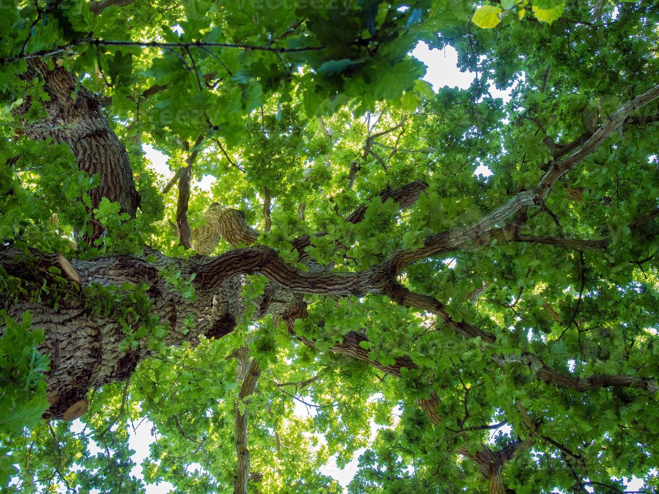 Backlit Oak Tree in Kent photo