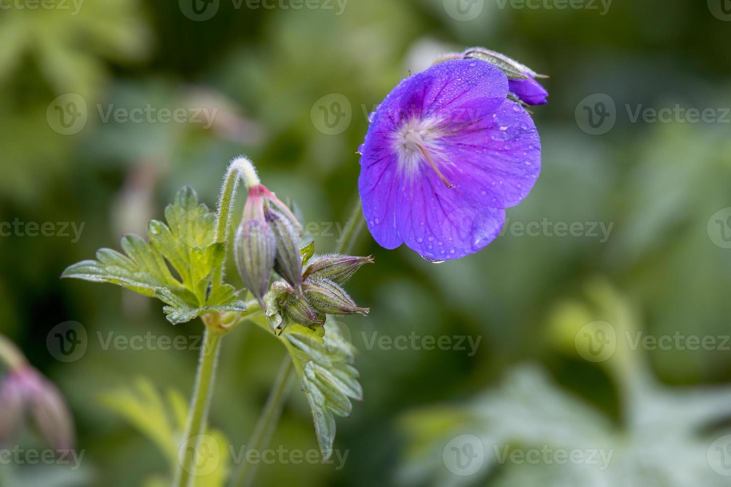 Blue Geranium pratense growing in a garden in Candide Italy photo