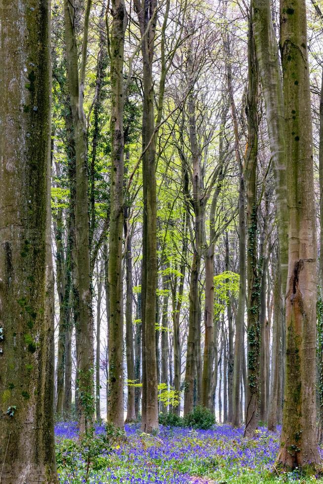 View of the Bluebells emerging in Wepham Wood photo