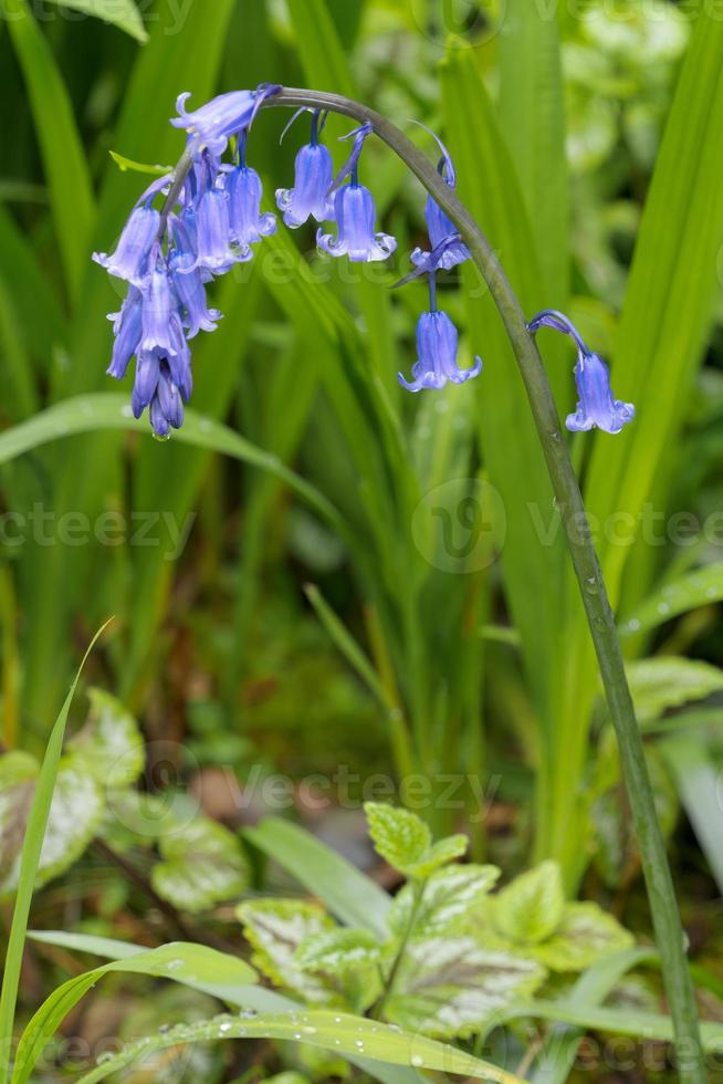 A single Bluebell stem flowering in springtime in a shady spot in Cornwall photo
