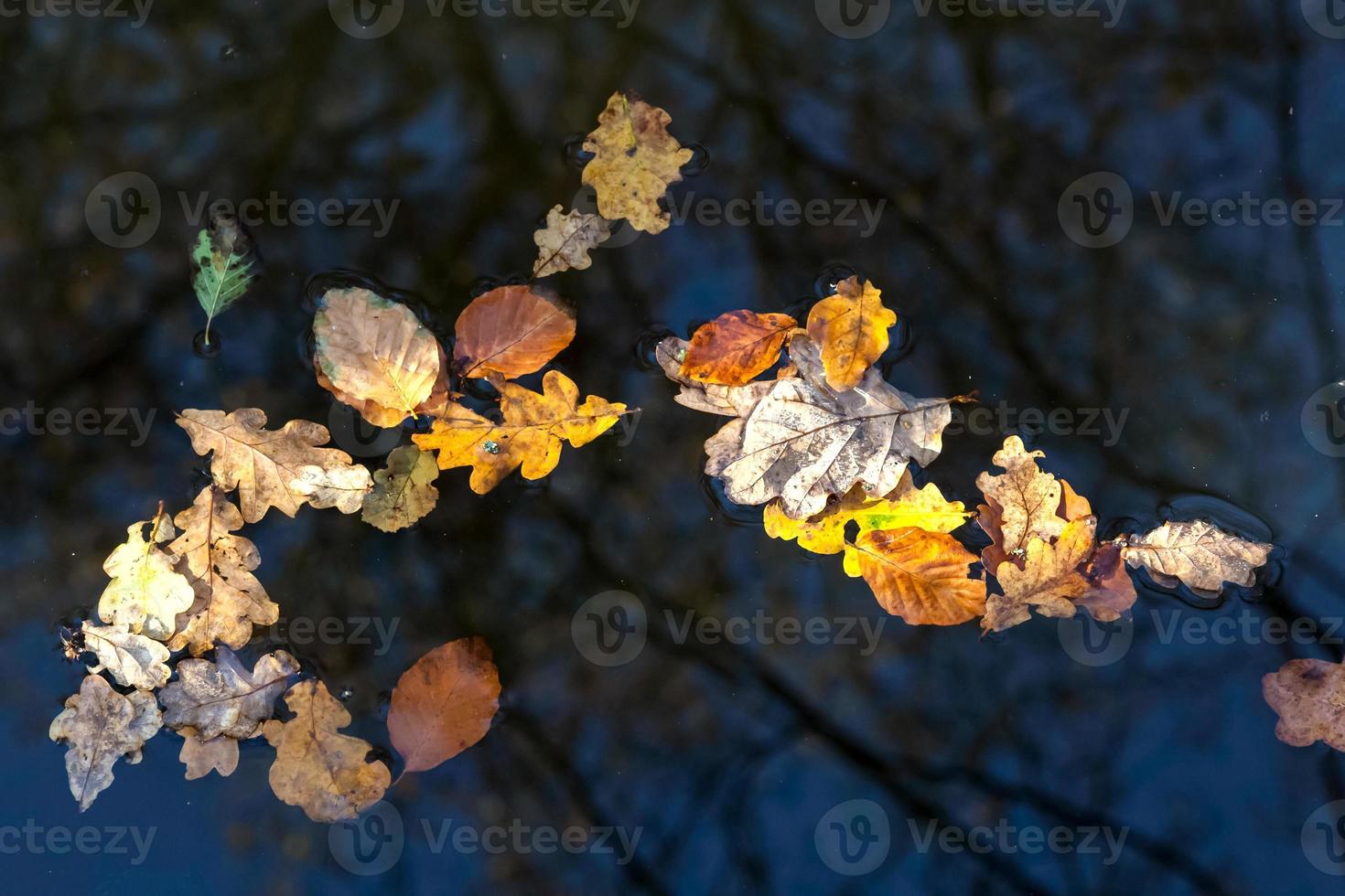 Autumn Leaves floating in a pond in the Ashdown Forest photo