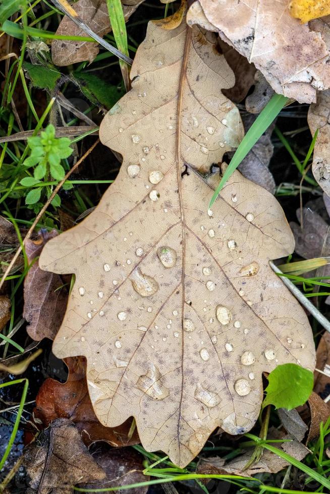 hojas de roble caídas en el suelo en otoño foto