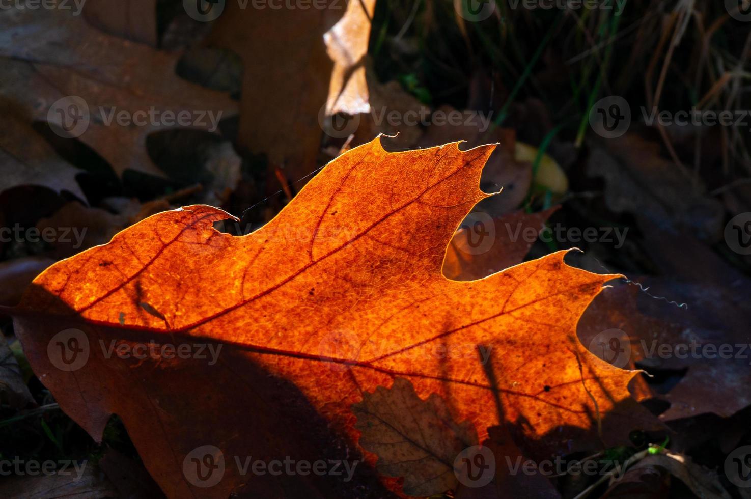 Sycamore leaf decaying in the autumn sunshine photo