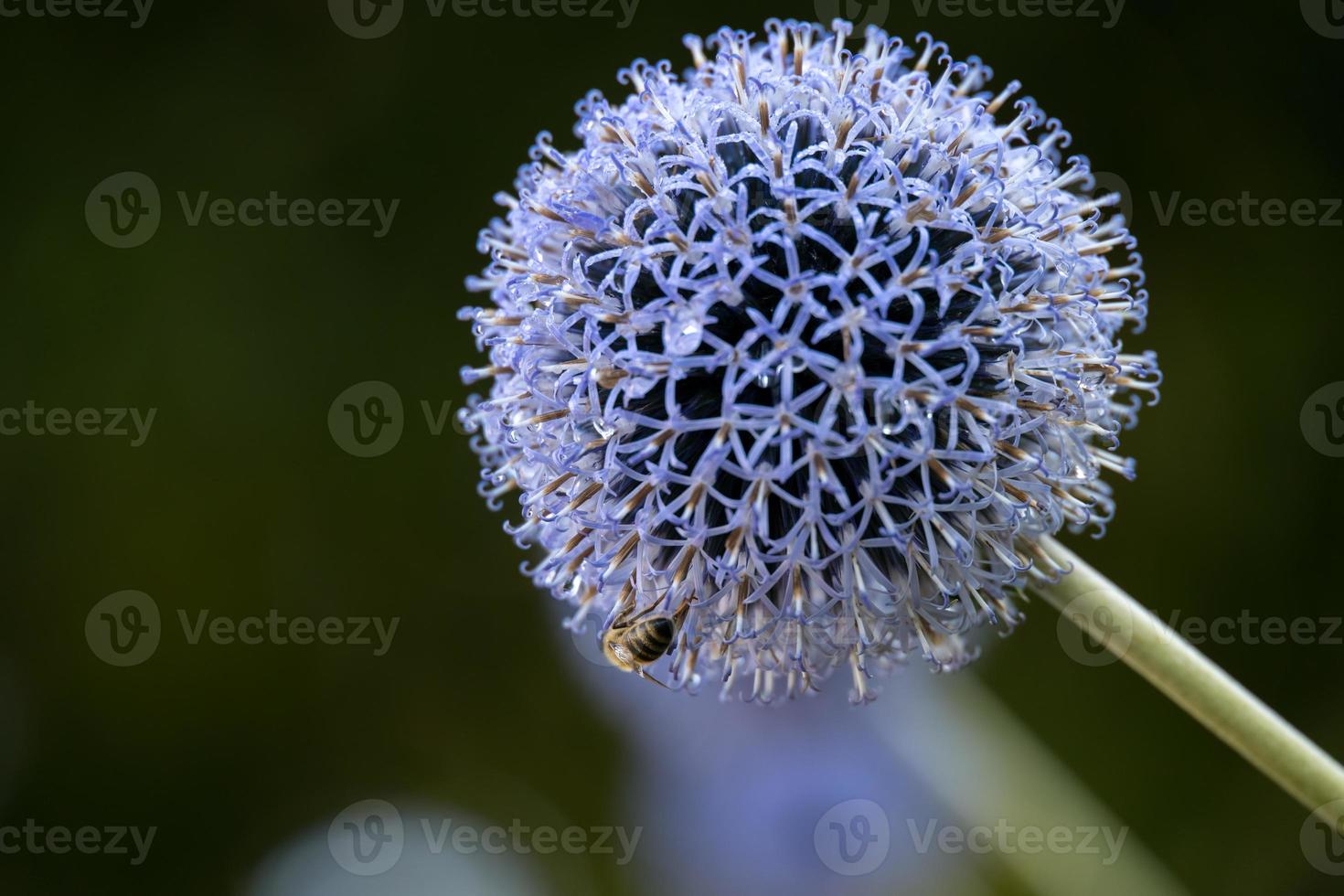 Echinpos exaltus Schrad. growing in a garden in Candide Italy photo