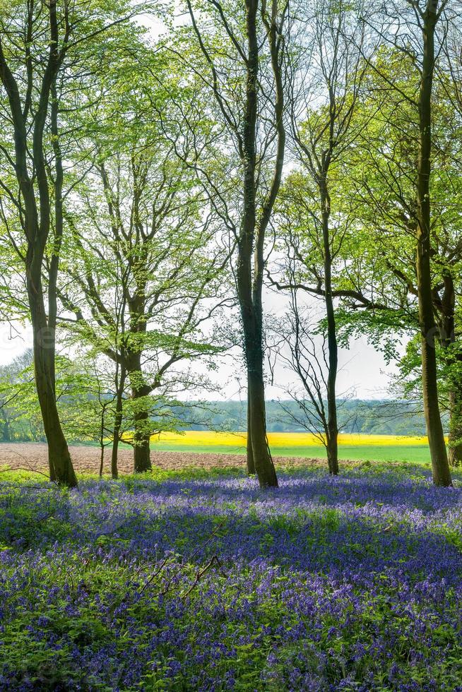 Bluebells in Wepham Wood photo