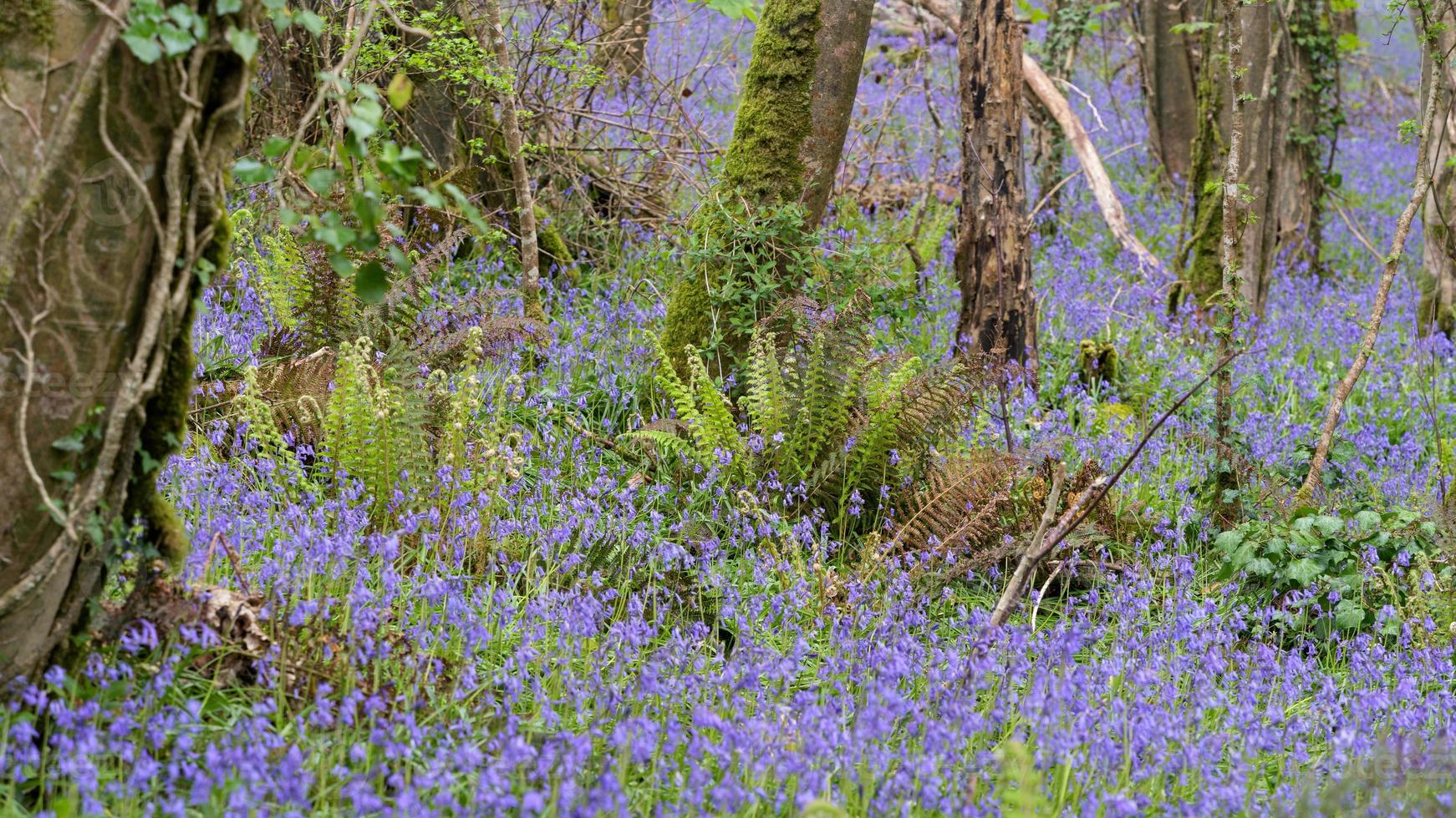 A swathe of Bluebells in woods near Coombe in Cornwall photo