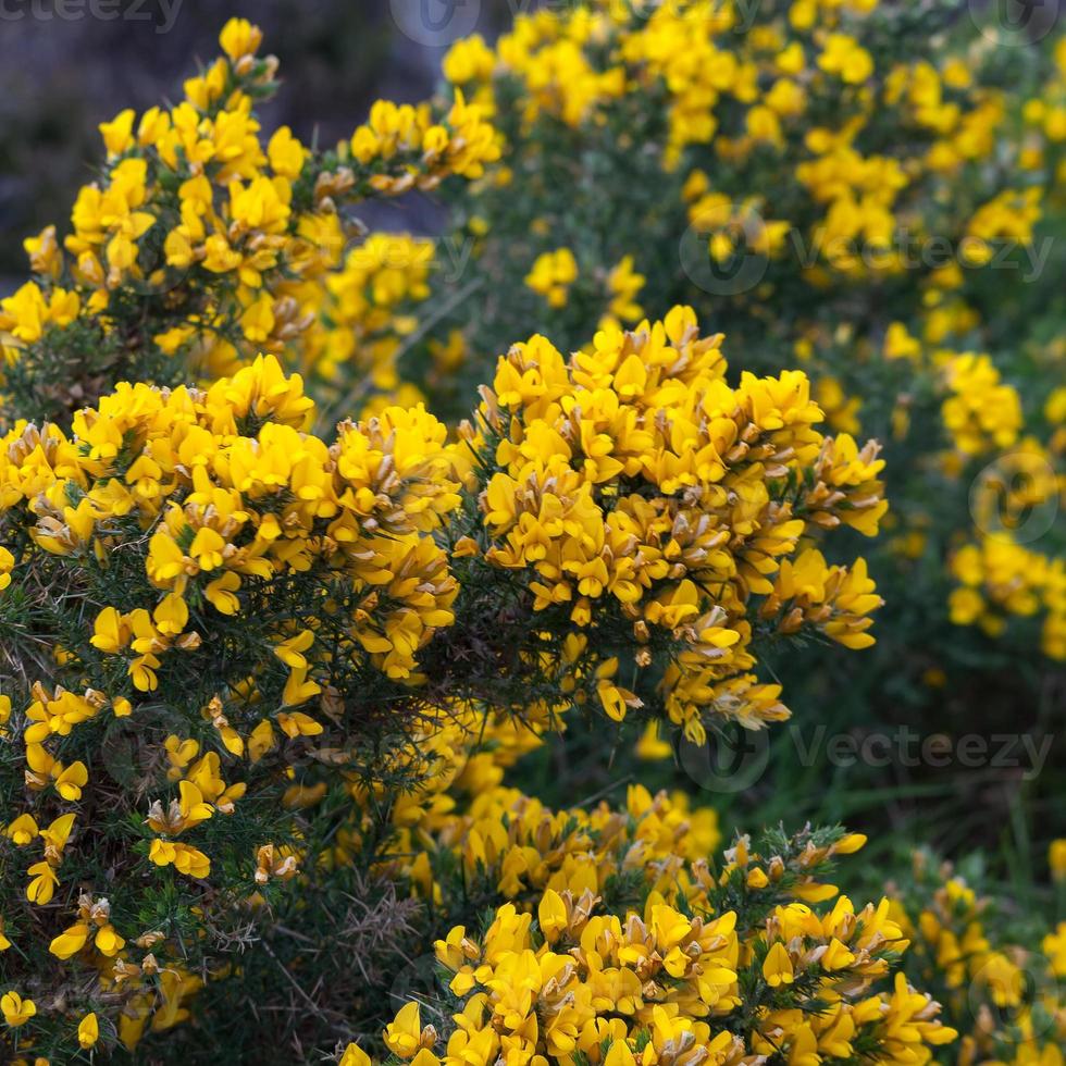 aulaga común que florece en las tierras altas escocesas foto