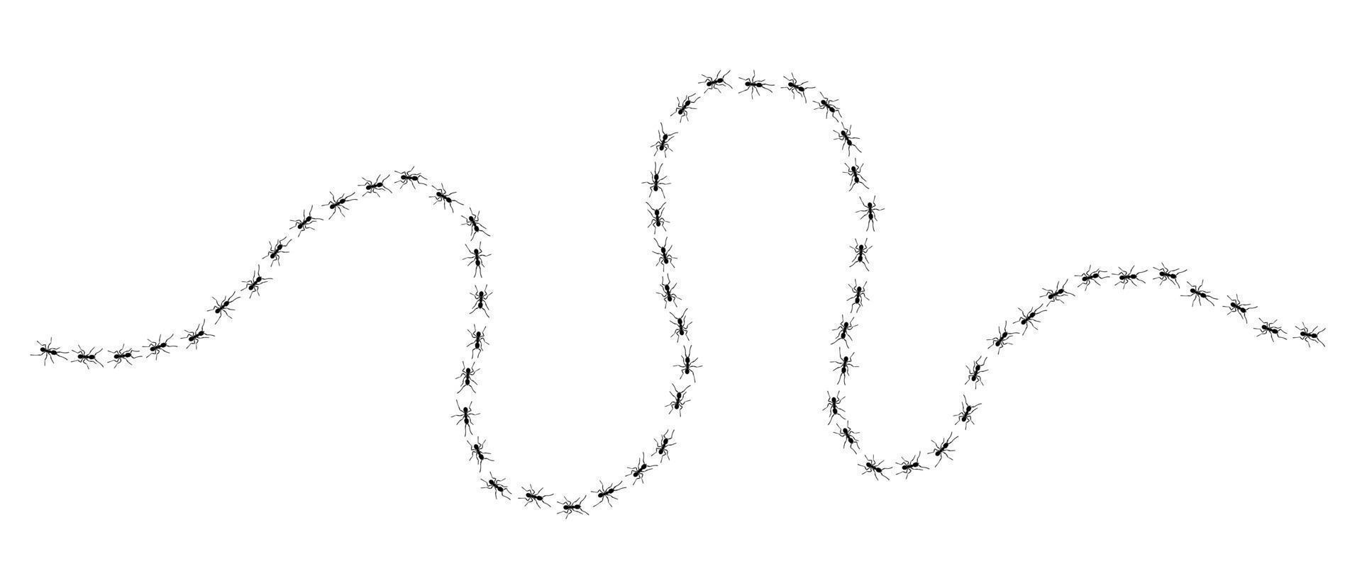 hormigas obreras rastro línea estilo plano diseño vector ilustración aislado sobre fondo blanco.