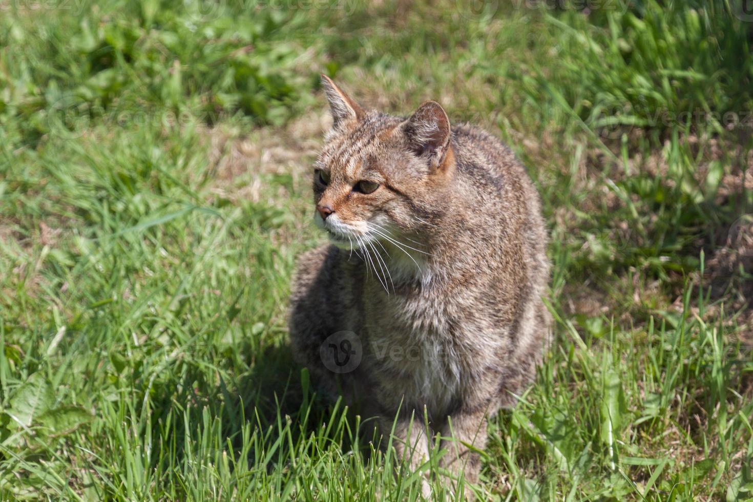 primer plano de un gato montés europeo foto