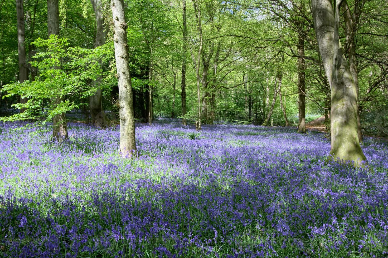 Bluebells in Staffhurst Woods near Oxted Surrey photo