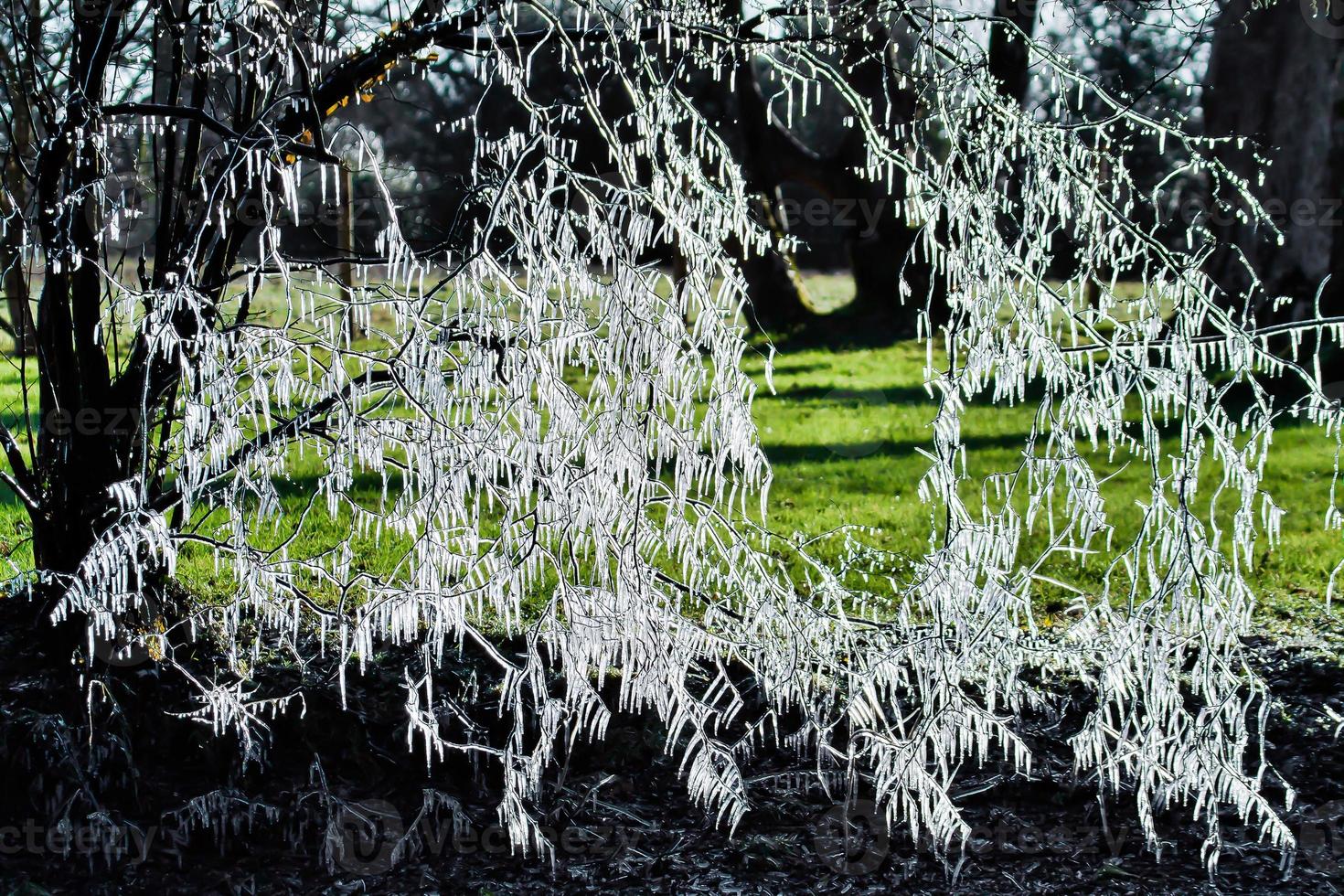 Icicle Tree in East Grinstead photo