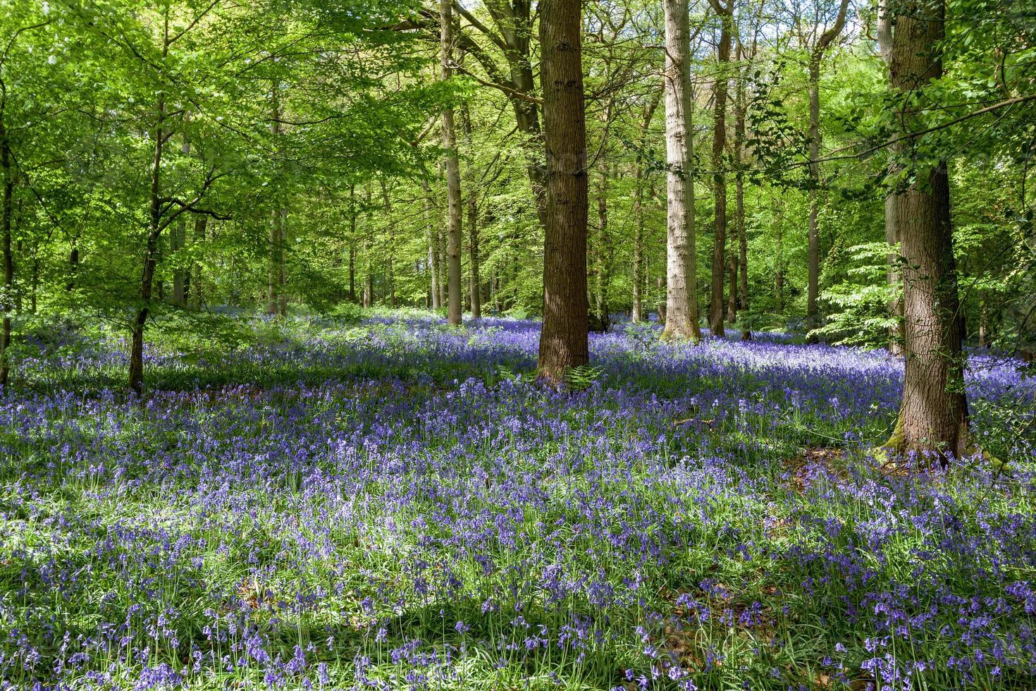 Bluebells in Staffhurst Woods near Oxted Surrey photo