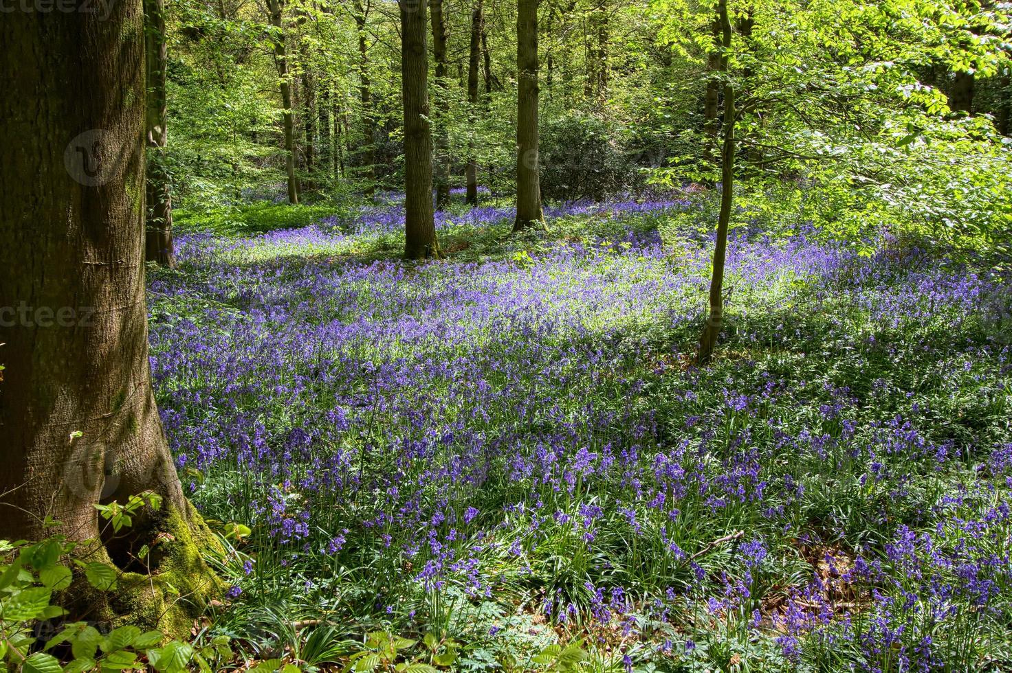 Bluebells in Staffhurst Woods near Oxted Surrey photo