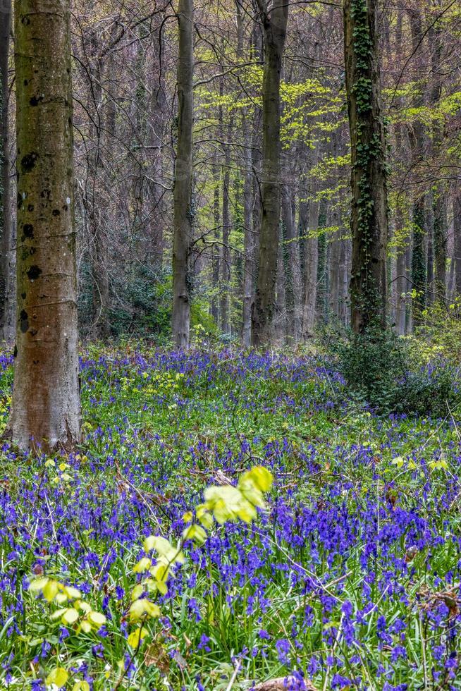 View of the Bluebells emerging in Wepham Wood photo
